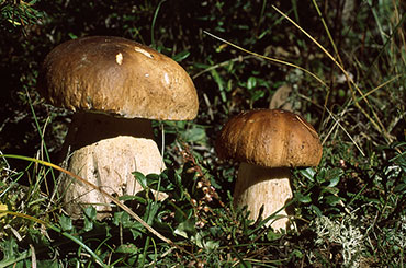 Porcino Mushroom