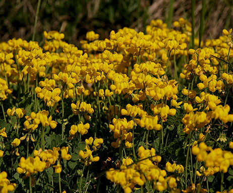 Alpen-Hornklee