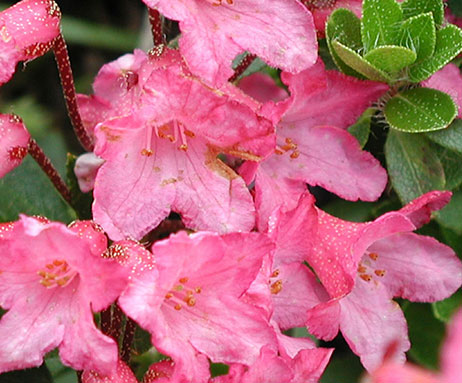 Alpenrose