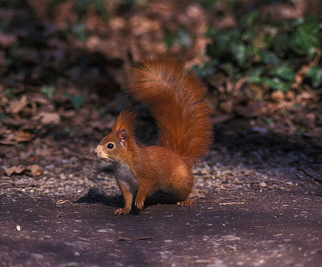 Eichhörnchen