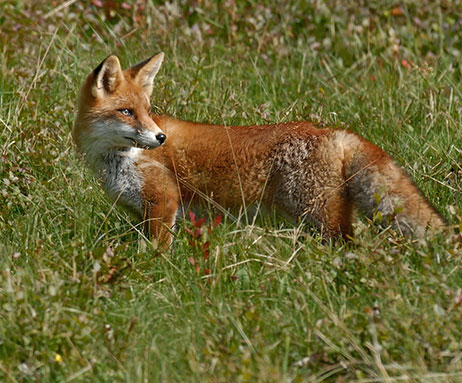 Fuchs