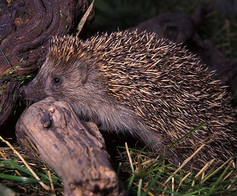 Igel