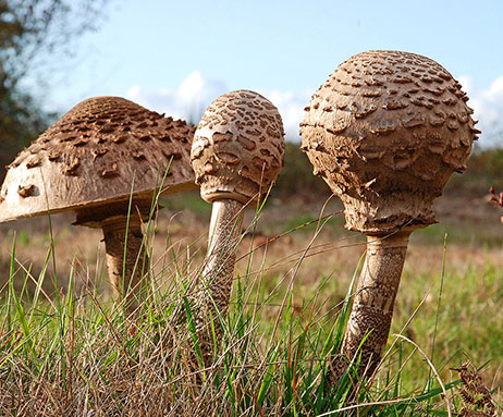 Parasol