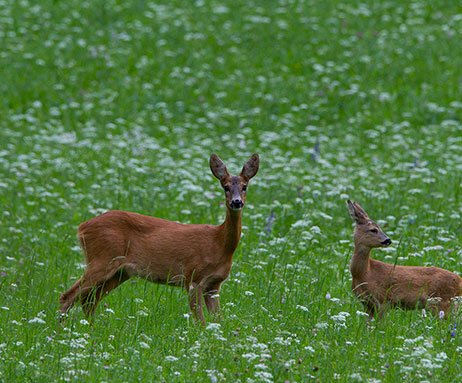 Rehe